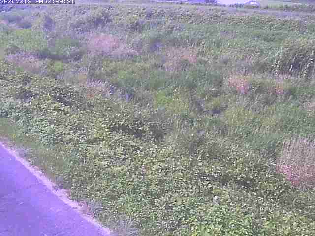 佐陀川３（河岡下流）2026/07/14 15:20:00
