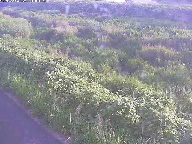 佐陀川３（河岡下流）2026/07/14 15:20:00