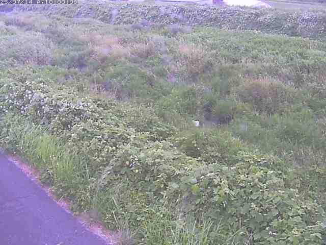 佐陀川３（河岡下流）2026/07/14 15:20:00