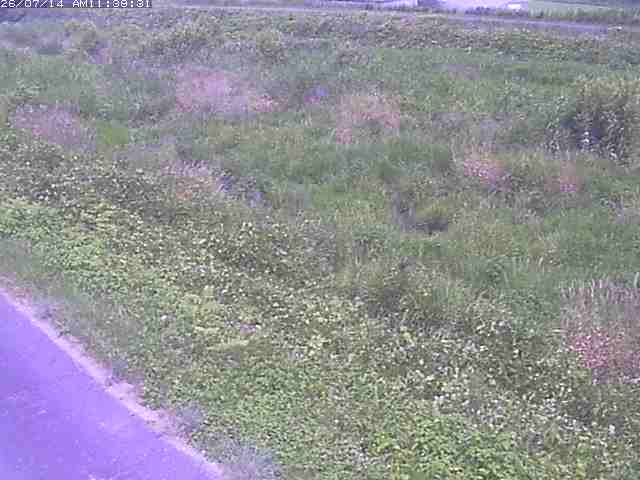 佐陀川３（河岡下流）2026/07/14 15:20:00