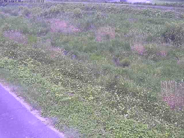 佐陀川３（河岡下流）2026/07/14 15:20:00