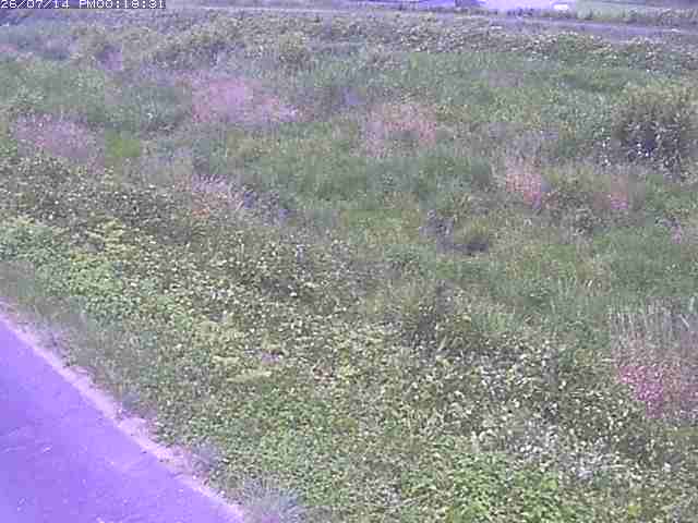 佐陀川３（河岡下流）2026/07/14 15:20:00