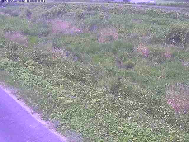 佐陀川３（河岡下流）2026/07/14 15:20:00
