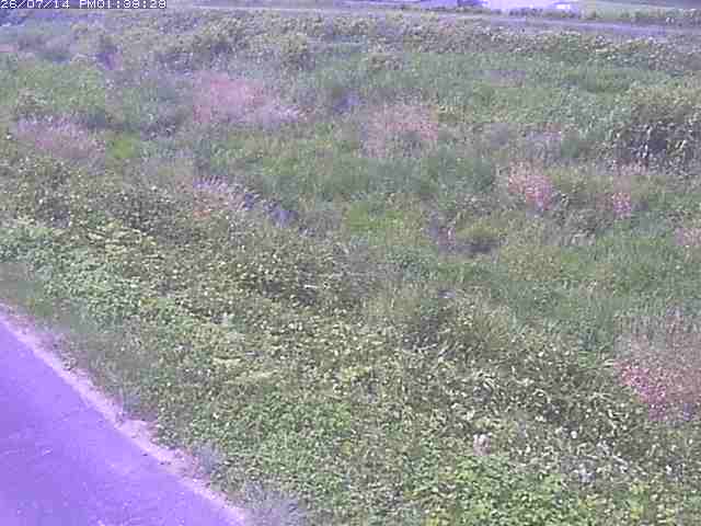 佐陀川３（河岡下流）2026/07/14 15:20:00