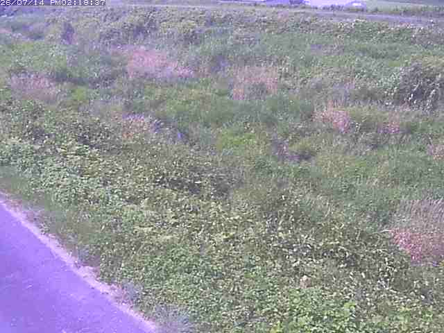 佐陀川３（河岡下流）2026/07/14 15:20:00