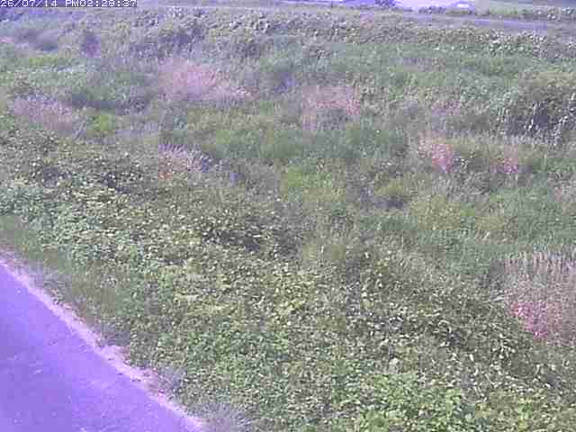 佐陀川３（河岡下流）2026/07/14 15:20:00