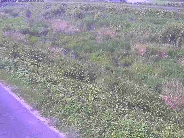佐陀川３（河岡下流）2026/07/14 15:20:00