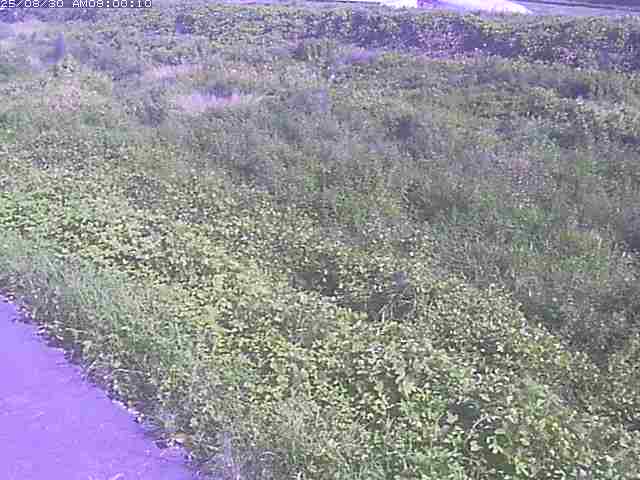 佐陀川３（河岡下流）2025/08/31 9:10:00