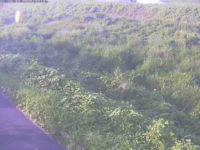 佐陀川３（河岡下流）2025/08/31 9:10:00