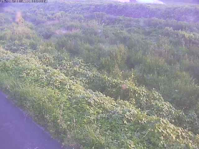 佐陀川３（河岡下流）2025/08/31 9:10:00