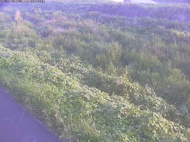 佐陀川３（河岡下流）2025/08/31 9:10:00