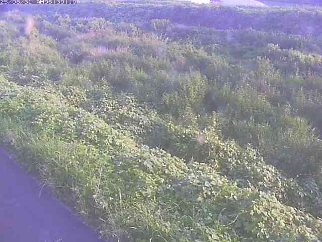 佐陀川３（河岡下流）2025/08/31 9:10:00