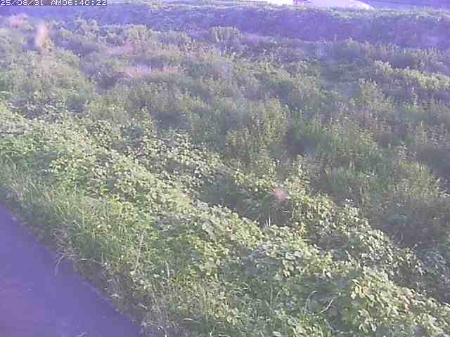佐陀川３（河岡下流）2025/08/31 9:10:00