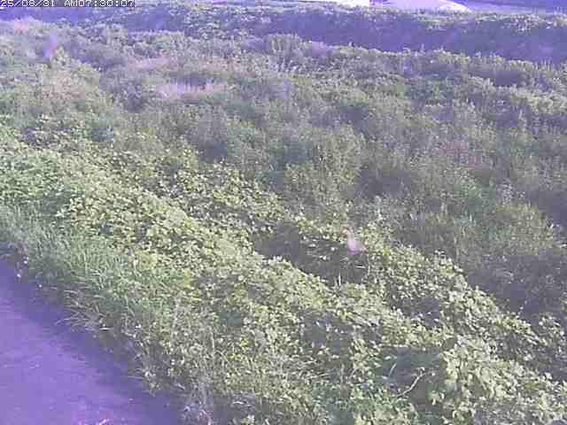 佐陀川３（河岡下流）2025/08/31 9:10:00