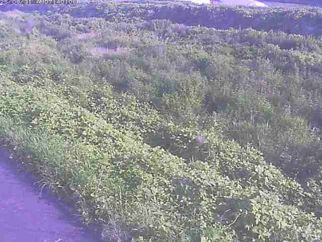 佐陀川３（河岡下流）2025/08/31 9:10:00