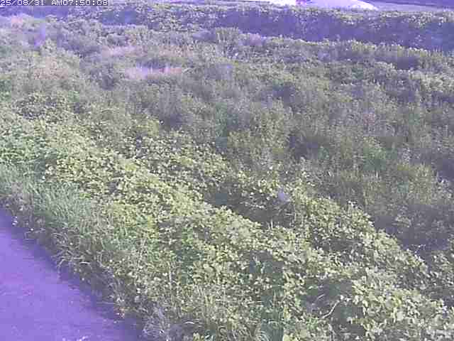 佐陀川３（河岡下流）2025/08/31 9:10:00