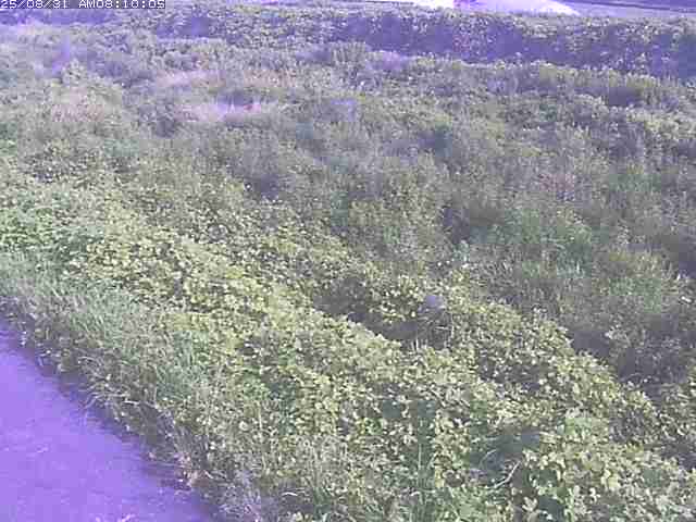 佐陀川３（河岡下流）2025/08/31 9:10:00