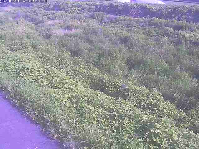 佐陀川３（河岡下流）2025/08/31 9:10:00
