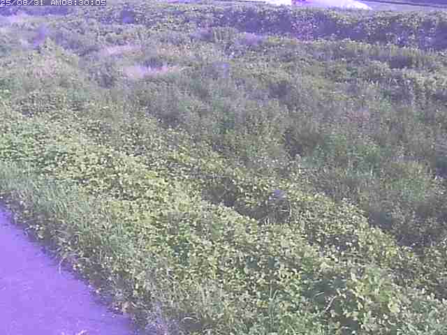 佐陀川３（河岡下流）2025/08/31 9:10:00