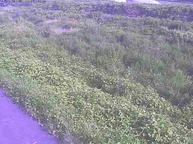 佐陀川３（河岡下流）2025/08/31 9:10:00
