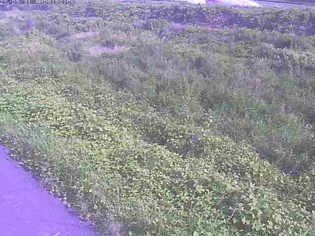 佐陀川３（河岡下流）2025/08/31 9:10:00