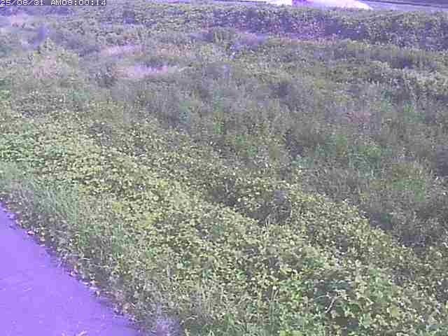 佐陀川３（河岡下流）2025/08/31 9:10:00