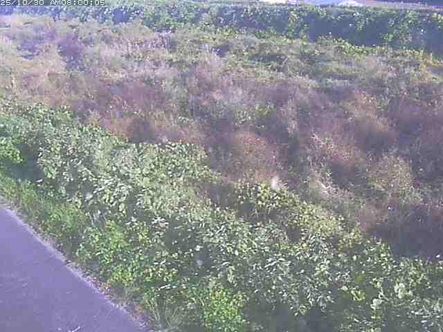 佐陀川3(河岡下流)2025/10/31 07:50