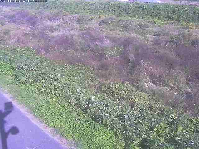 佐陀川3(河岡下流)2025/10/31 07:50