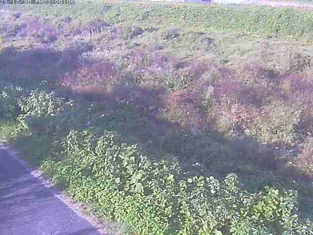 佐陀川3(河岡下流)2025/10/31 07:50