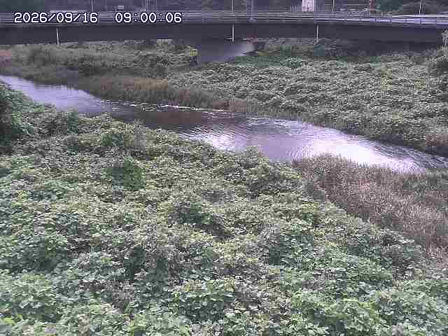 野坂川３2026/09/16 16:30