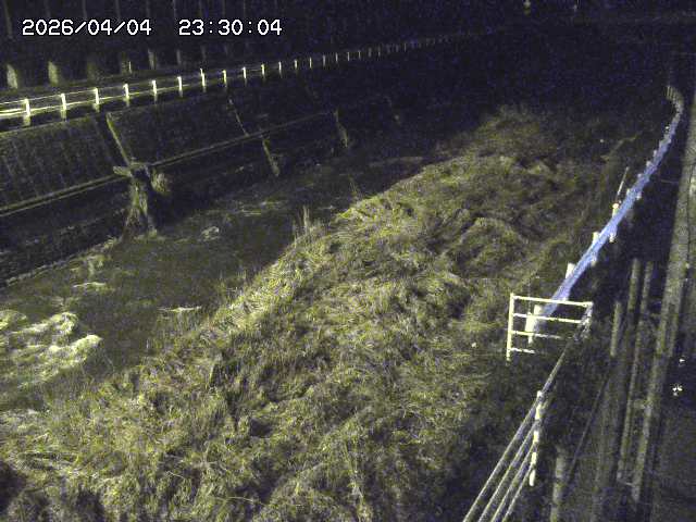 土師川１2026/04/05 3:30:00