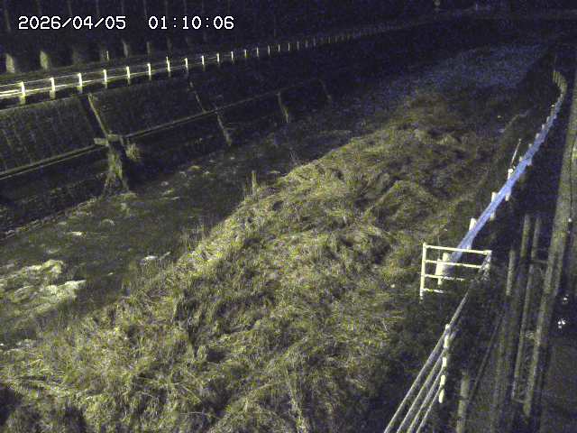 土師川１2026/04/05 3:30:00