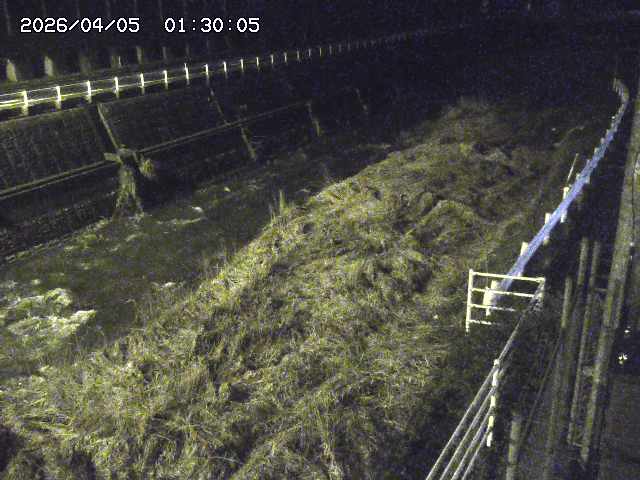 土師川１2026/04/05 3:30:00