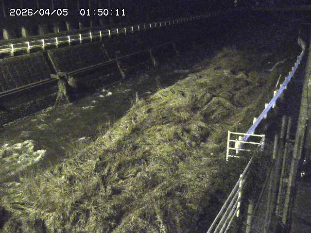 土師川１2026/04/05 3:30:00