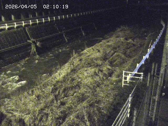 土師川１2026/04/05 3:30:00