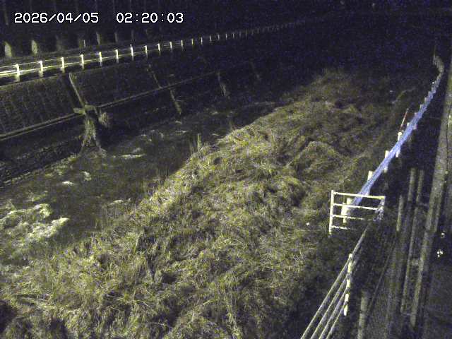 土師川１2026/04/05 3:30:00