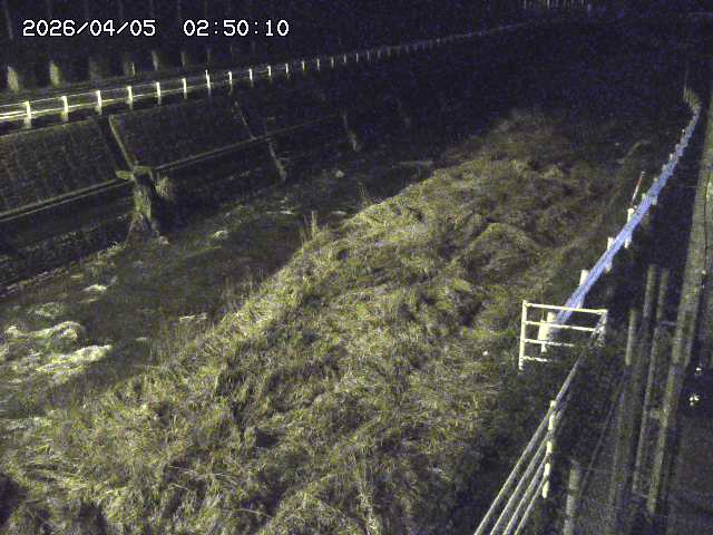 土師川１2026/04/05 3:30:00