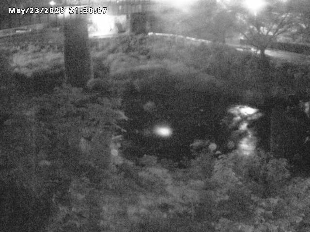 日野川１０2026/05/24 1:00:00
