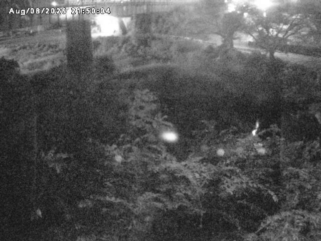 日野川１０2026/08/09 0:10:00