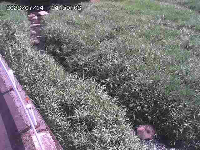 私都川７2026/07/14 15:30:00