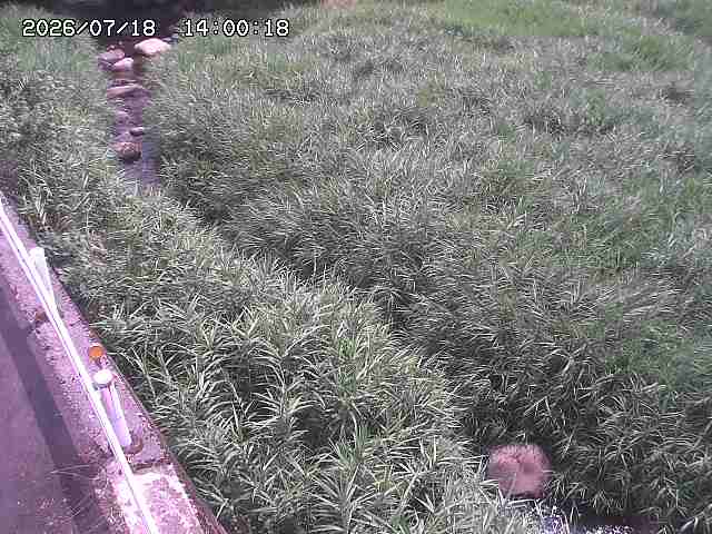 私都川７2026/07/18 20:50:00