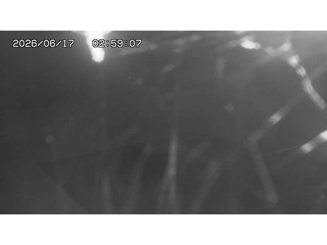 東郷ダム１（下流）2026/06/17 13:10:00