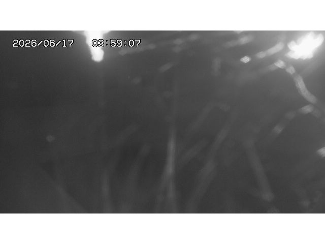 東郷ダム１（下流）2026/06/17 13:10:00