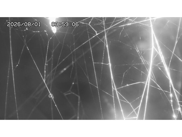 東郷ダム１（下流）2026/08/01 21:20:00