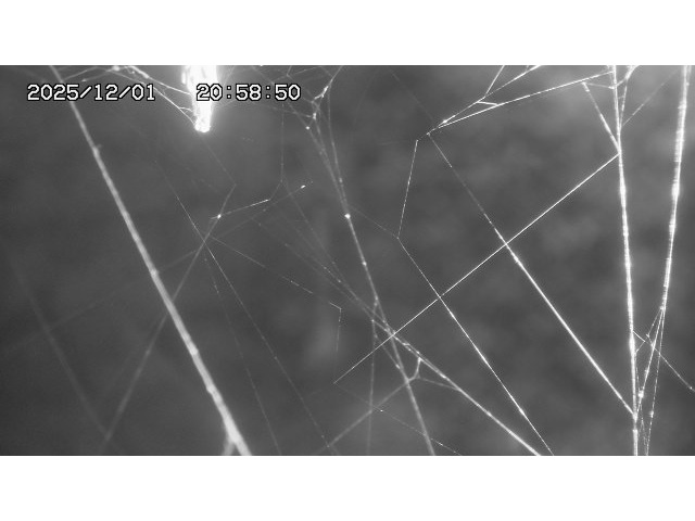 東郷ダム１（下流）2025/12/02 11:30:00