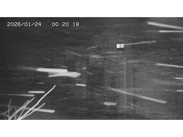 東郷ダム２（上流）2026/01/24 2:20:00