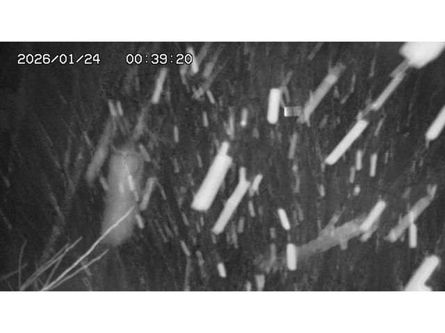 東郷ダム２（上流）2026/01/24 2:20:00