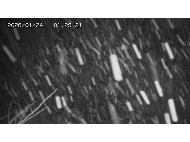 東郷ダム２（上流）2026/01/24 2:20:00