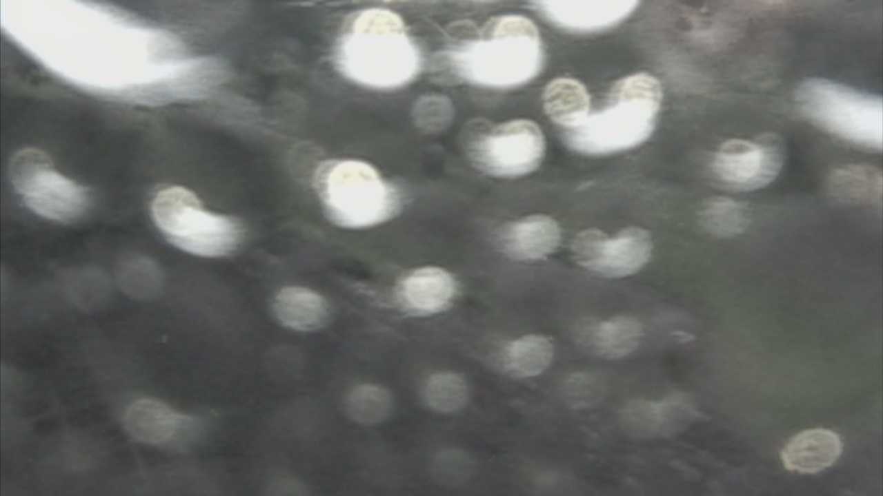 新袋川・袋川　6.2ｋｍ左岸