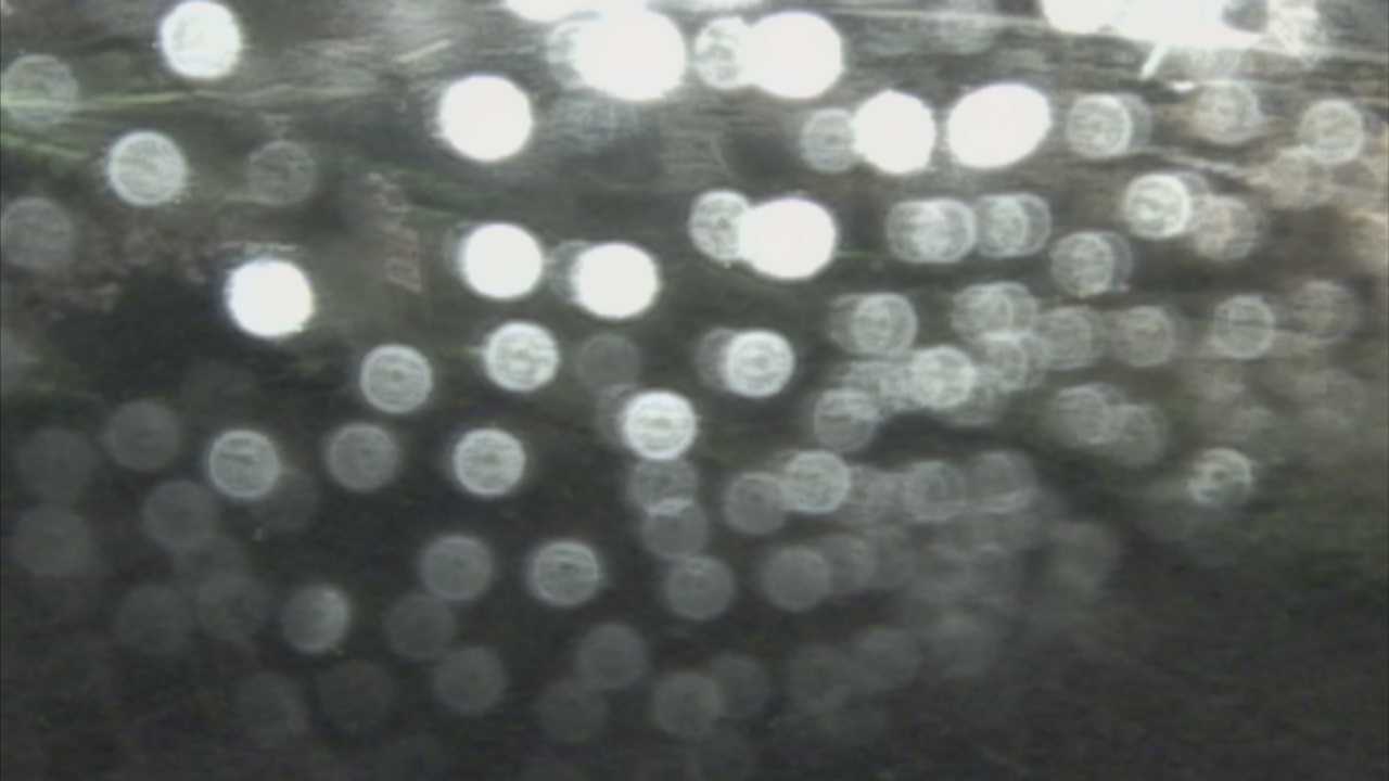 新袋川・袋川　6.2ｋｍ左岸